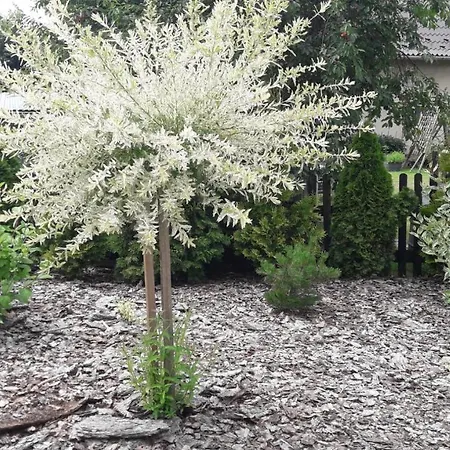 Pod Grusza -osobne Wejscia * Kudowa-Zdrój