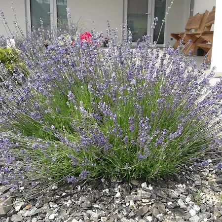 Apartmán Pod Grusza -osobne Wejscia *