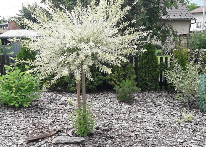 Pod Grusza -osobne Wejscia * Kudowa-Zdrój